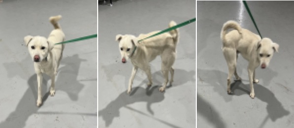 부산동물보호센터_426328202400011